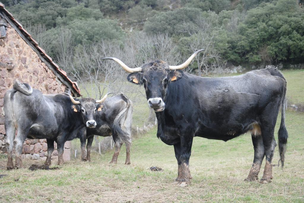 El Molino De Ciceraゲストハウス 部屋 写真